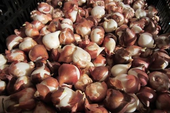 郁金香的故鄉在哪里,郁金香的原產地