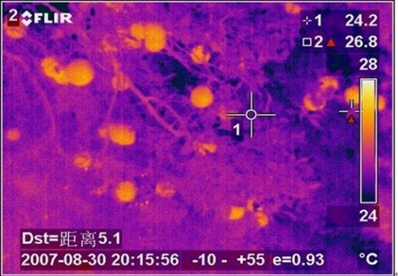 為什么植物也會感冒發燒,植物體溫變化的原因