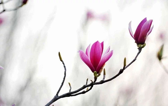 為什么植物也會感冒發燒,植物體溫變化的原因