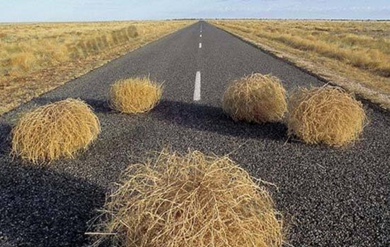 什么植物會走路,為什么有的植物會行走