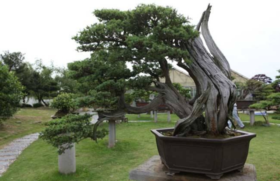 柏樹是什么樹,柏樹有哪些特點(diǎn)