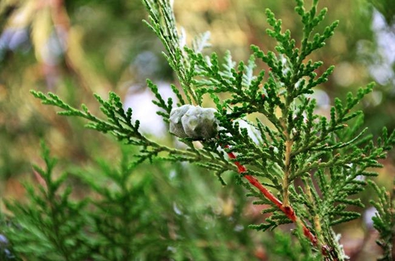 柏樹是什么樹,柏樹有哪些特點(diǎn)