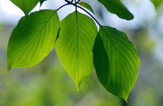 葉脈有什么作用,植物葉脈的主要功能