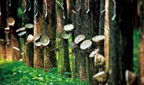 為什么割橡膠要在清晨開始