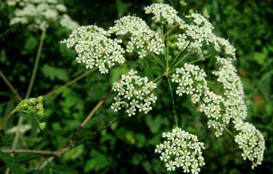 為什么有些植物有毒,植物帶毒的原因