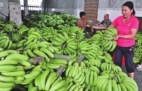 為什么水果沒(méi)有成熟就要采摘