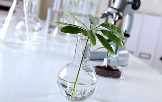 為什么試管里能培育植物