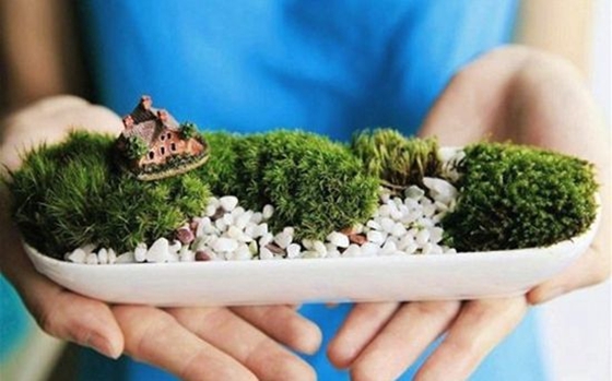 苔蘚是什么樣的,苔蘚怎么養