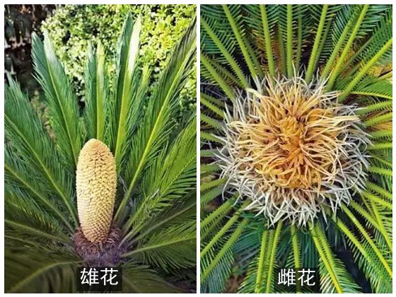 為什么說鐵樹不容易開花,鐵樹開花是什么意思