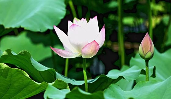 為什么荷花能生活在水中？