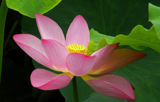 為什么荷花能生活在水中？