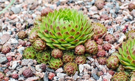 為什么有的植物會翻身