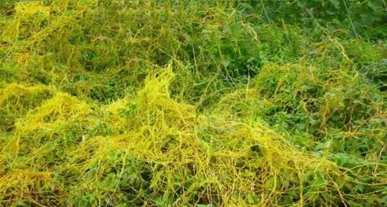 寄生植物有哪些,植物也可以寄生嗎