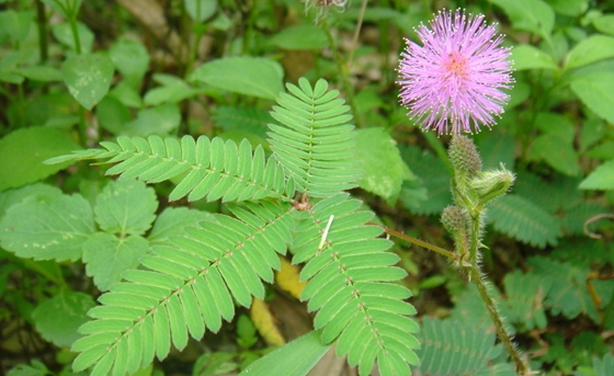 植物為什么能預測地震