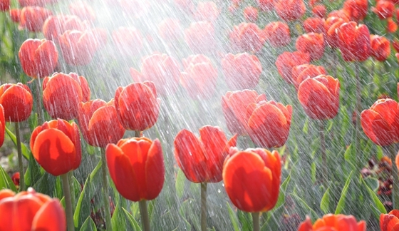 為什么夏天中午不能澆花,如何澆花才科學(xué)