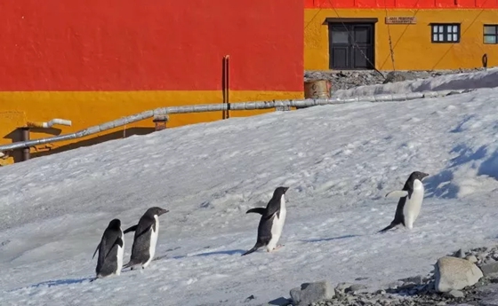 南極和北極有植物嗎？