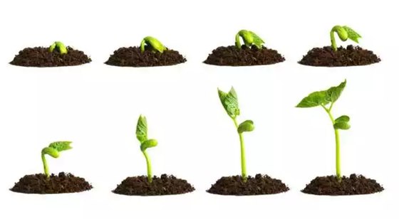 種子為什么會發芽