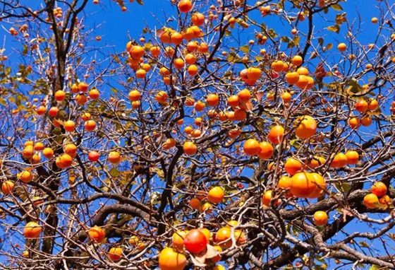 柿子樹有什么用處,柿子樹的作用有哪些
