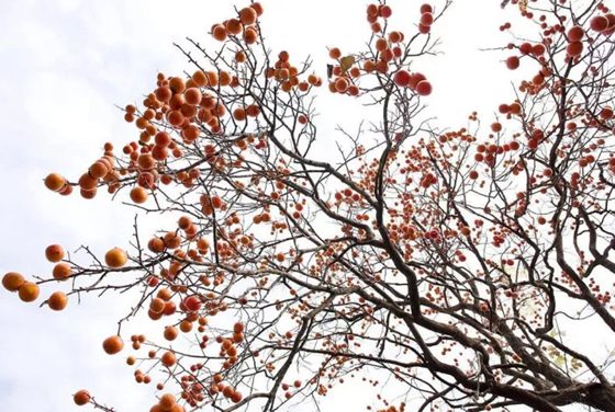 柿子樹有什么用處,柿子樹的作用有哪些