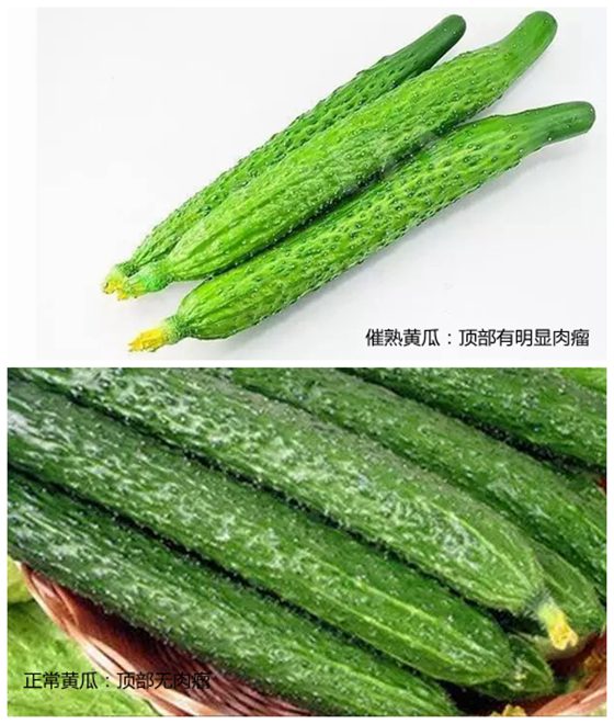 為什么有的黃瓜發苦,黃瓜苦是怎么回事