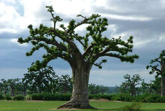 笑樹為什么會笑,笑樹發笑的原因