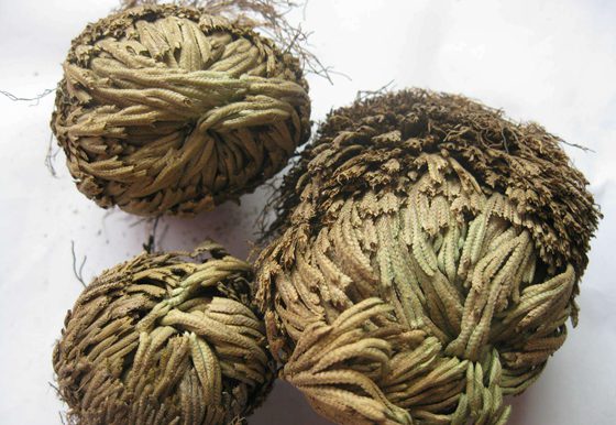 卷柏為什么有九死還魂的本領(lǐng)