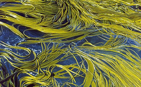 巨藻為什么會(huì)被稱為海藻王