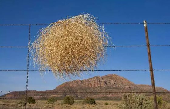 風滾草為什么能隨風滾動