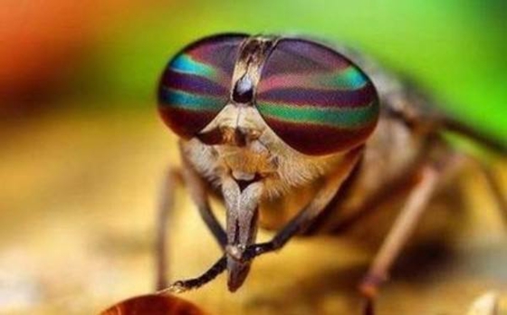 蒼蠅為什么總搓手,蒼蠅總是搓手的原因