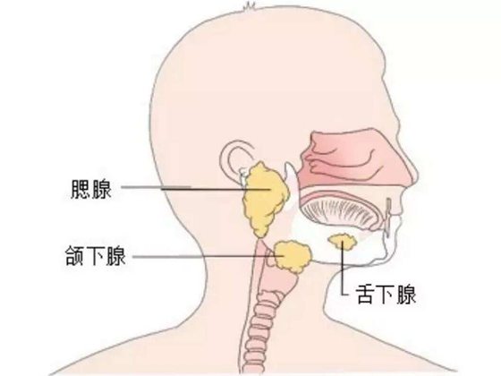 為什么多吐唾液會影響健康,經(jīng)常吐口水有什么危害