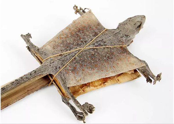 蛤蚧讀音是什么,蛤蚧是什么,蛤蚧的功效與作用