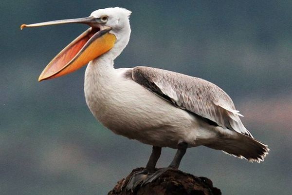 鵜鶘怎么讀,鵜鶘是什么鳥,鵜鶘和鸕鶿的區別