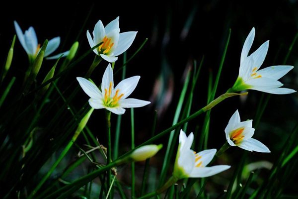 為什么灑水車一直播放蘭花草這首歌