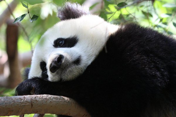 蚩尤怎么讀,蚩尤是誰,黃帝大戰(zhàn)蚩尤