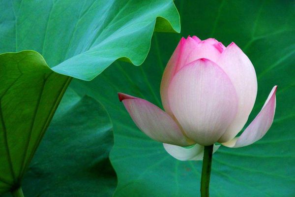 菡萏怎么讀拼音是什么,菡萏的意思是什么,關(guān)于菡萏的詩句