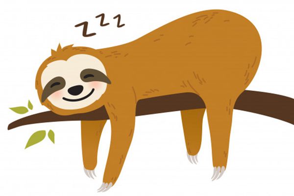 樹懶怎么讀,樹懶和考拉的區別,樹懶為什么這么慢