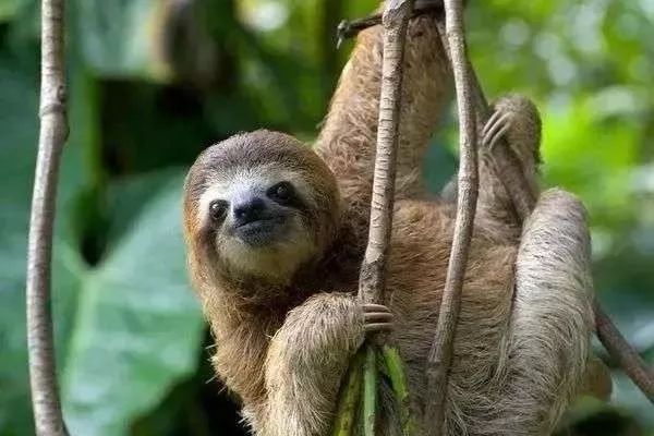 樹懶怎么讀,樹懶和考拉的區別,樹懶為什么這么慢