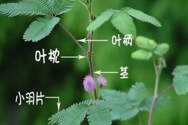 含羞草為什么會動,含羞草為什么會害羞