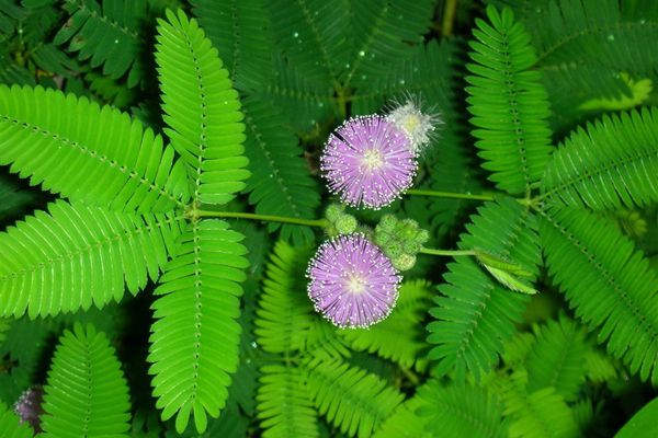 含羞草為什么會動,含羞草為什么會害羞