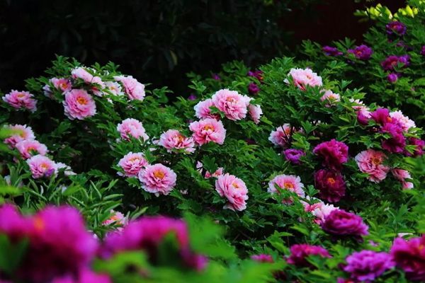 為什么牡丹花是國(guó)花,中國(guó)的國(guó)花為什么是牡丹