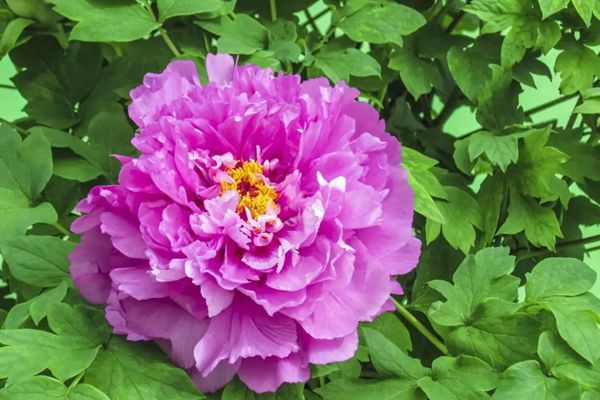 為什么牡丹花是國(guó)花,中國(guó)的國(guó)花為什么是牡丹