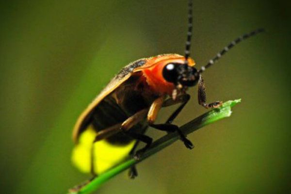 螢火蟲為什么會發(fā)光,螢火蟲發(fā)光的原理