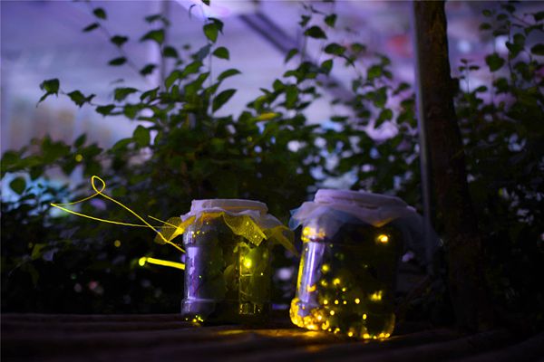 螢火蟲為什么會發(fā)光,螢火蟲發(fā)光的原理