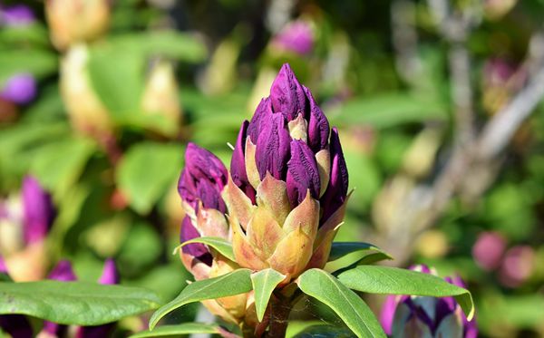 杜鵑花的花語是什么,杜鵑花花語大全