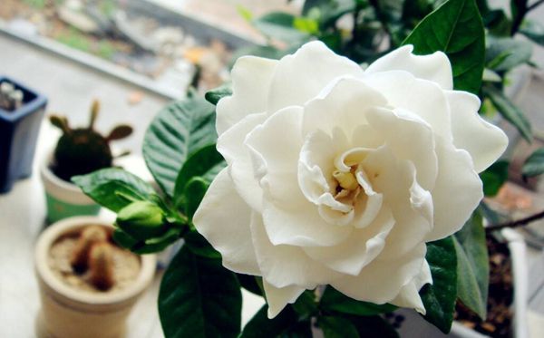 梔子花的花語是什么,梔子花花語大全