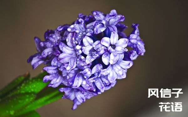 風信子的花語是什么,風信子花語大全