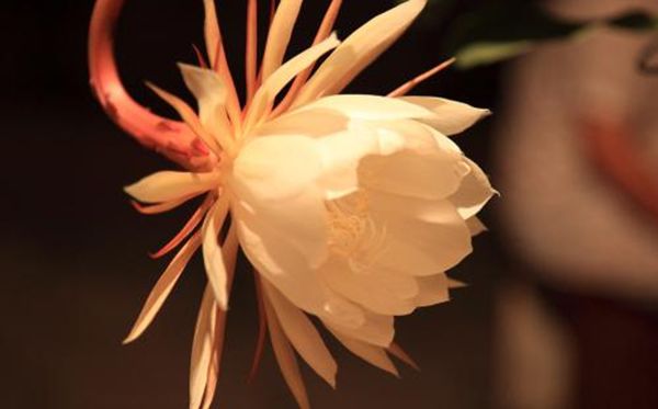 曇花的花語是什么,曇花花語大全