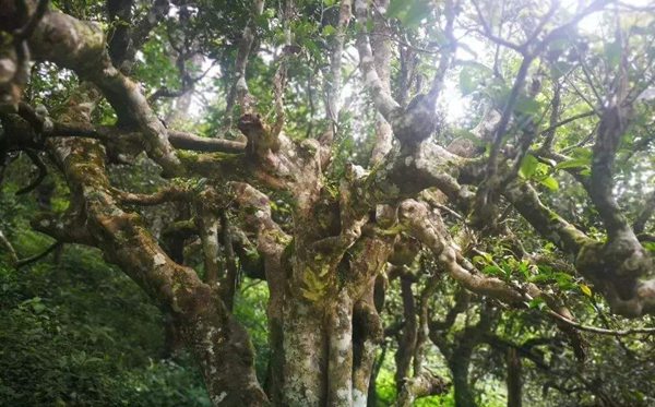 勐海怎么讀,勐海的拼音是什么,勐海有哪些名茶?