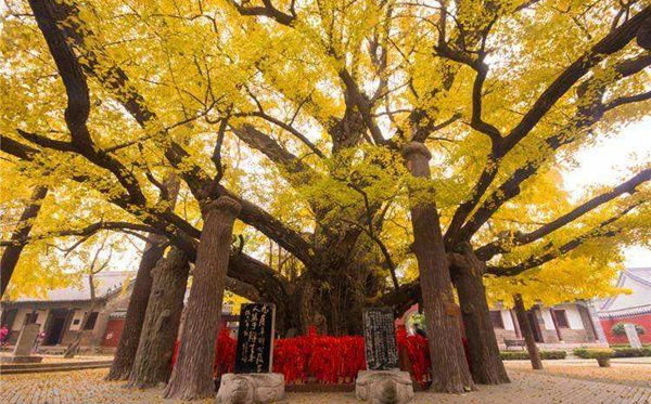 莒縣怎么讀,莒縣的拼音是什么,莒縣屬于哪個市