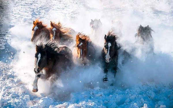 蒙古馬精神是什么,蒙古馬精神指的是哪十六個(gè)字